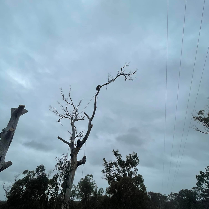 Arborist climbing a large dead tree near powerlines for safe hazardous removal